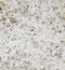 Close up of white cotton with leaves in it.